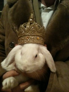 Eines der Kaninchen von Zauberer Timothy Trust & Diamond Zauberkaninchen Neo Royal