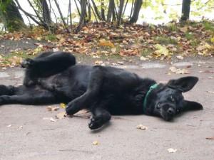 olek beim Spielen im Wald